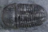 Rare Proetid (Cyberella) Trilobite With Gerastos #359170-5
